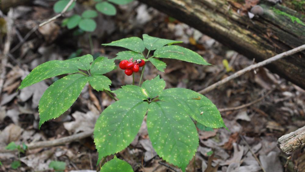 Penn State botanists get state grant to study ginseng in Pennsylvania